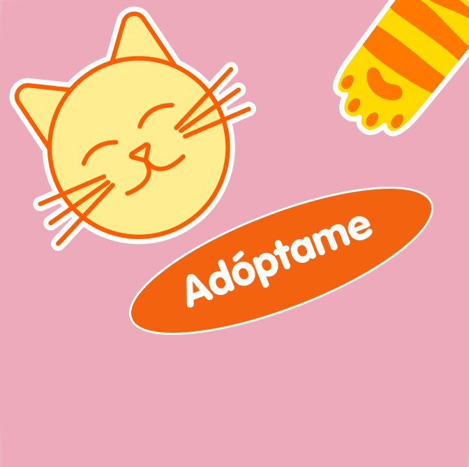 Gatos en acogida