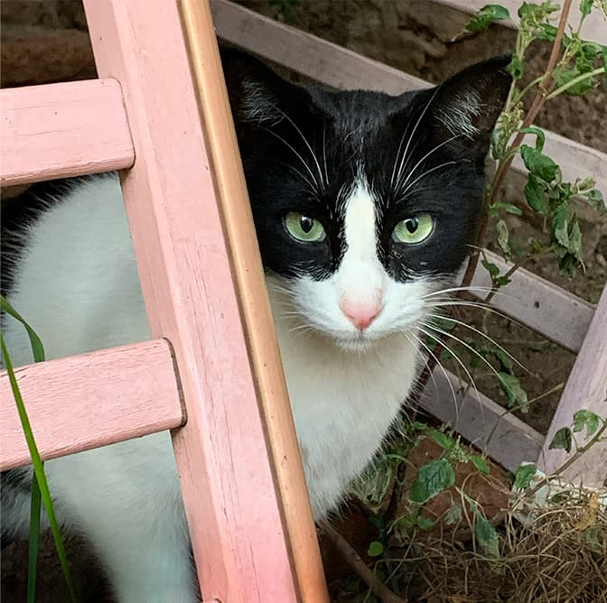 Conoce a nuestros gatos