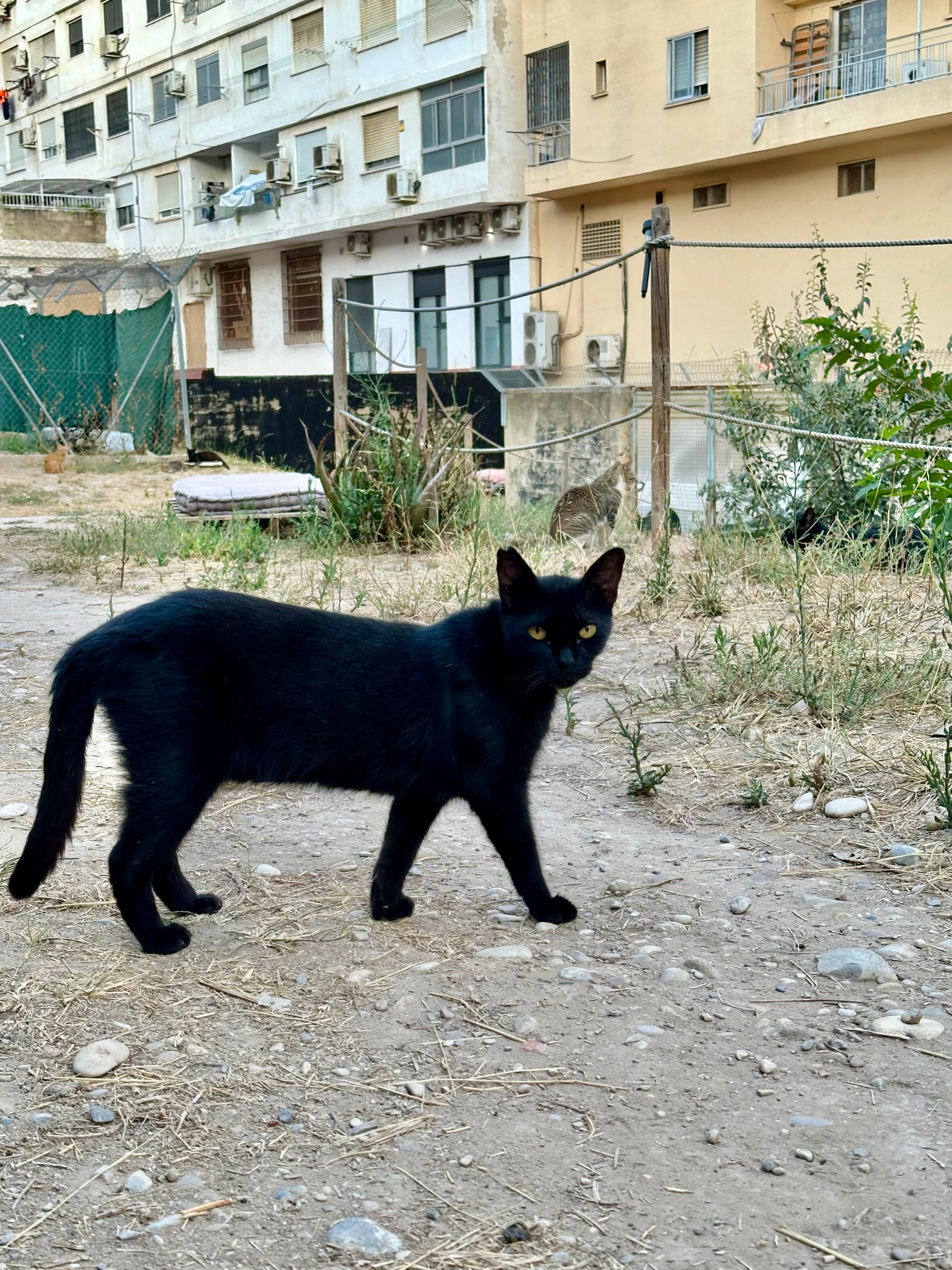 Pata de pollo