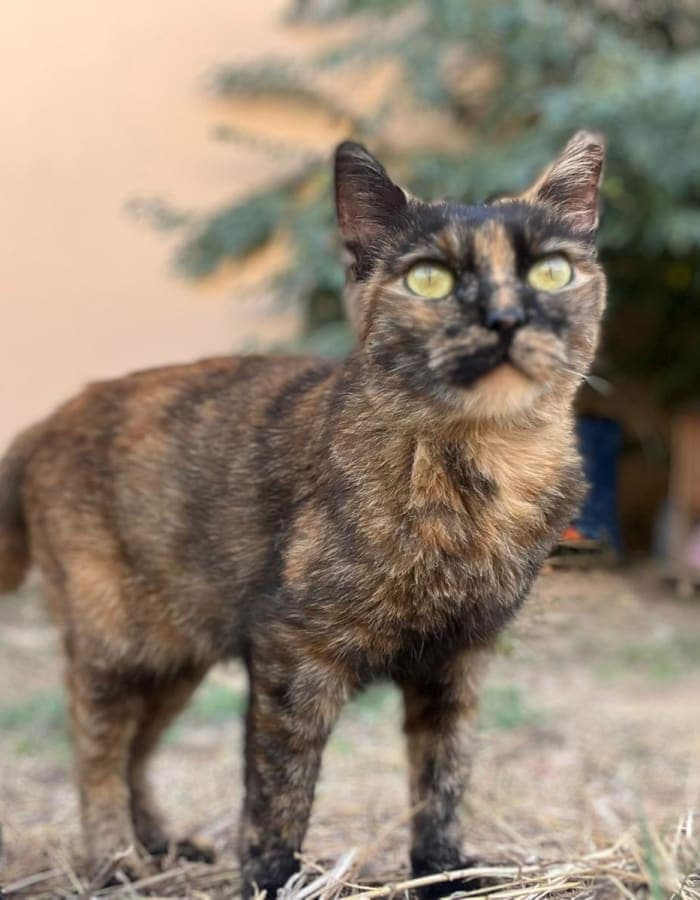 Bolita