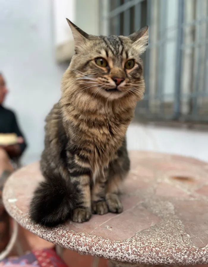 Milo