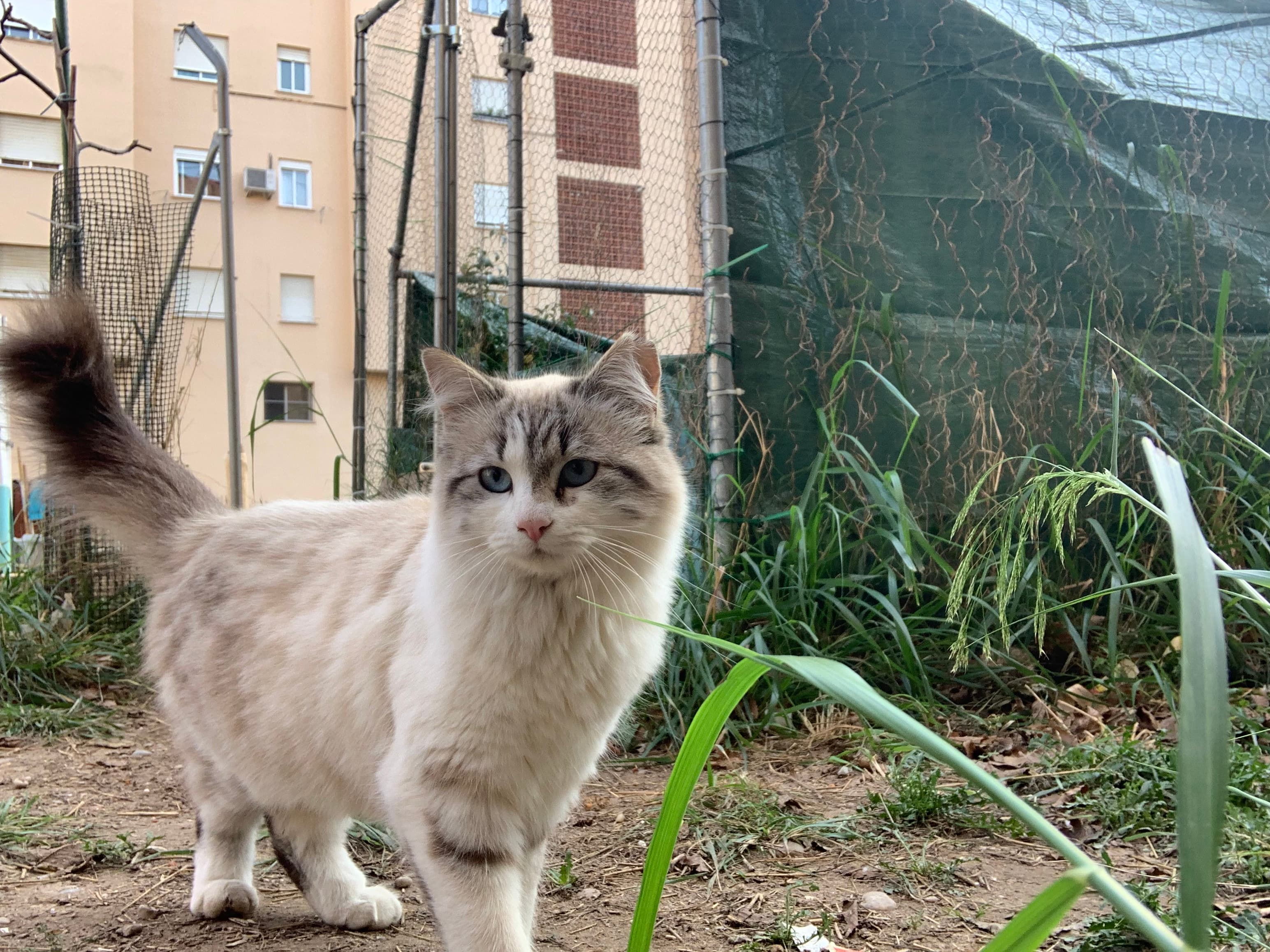 Suri