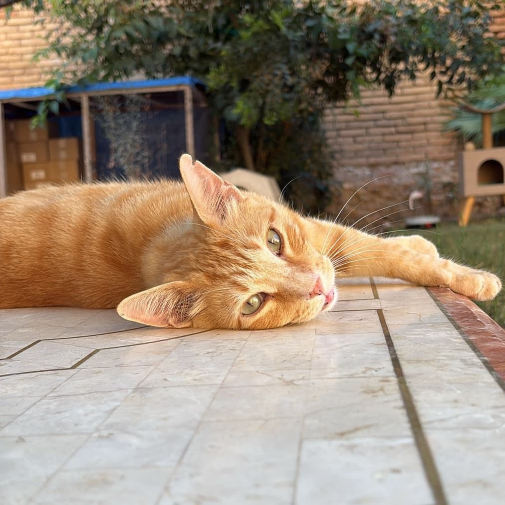 Pumba