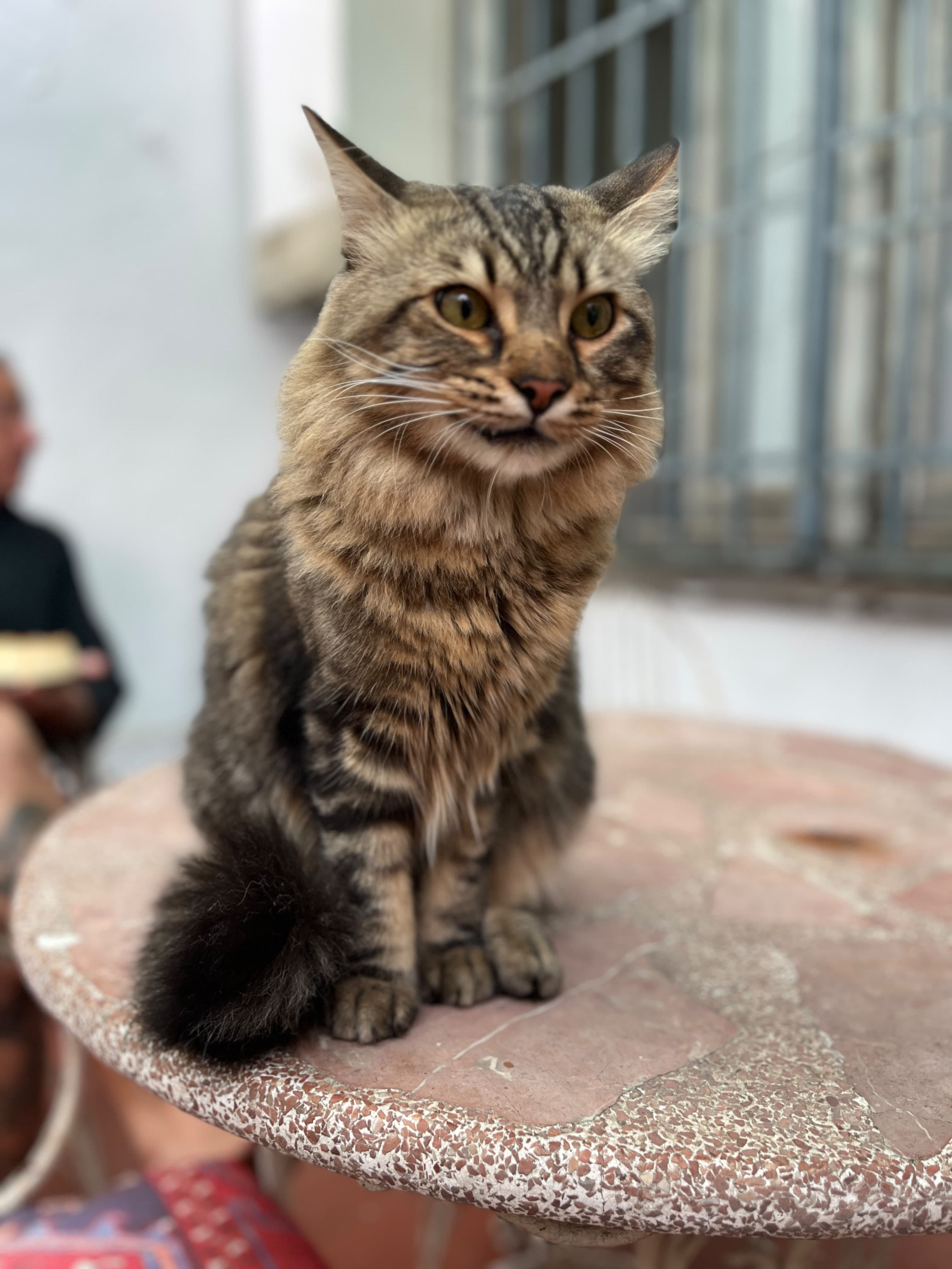 Milo